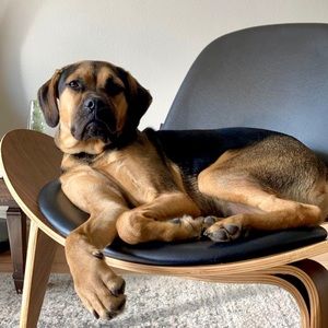 Meet your Posher, Morgan